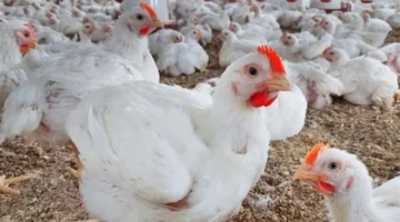 تحديثات بورصة الدواجن.. استقرار أسعار الفراخ البيضاء والبلدي في تعاملات اليوم بجميع الأسواق